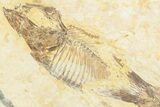 Two Fossil Fish (Knightia) - Green River Formation #237207-3